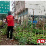 鼎城斗姆湖街道：昔日“垃圾场” 变身“小花园”