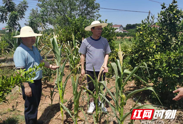 石门开展全县农村秋季抗旱和秋粮保收工作调度