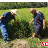 鼎城斗姆湖街道：战旱帮扶齐落实，干群一心必胜天