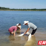 鼎城区斗姆湖街道：久旱的田间地头迎来了“救命水”