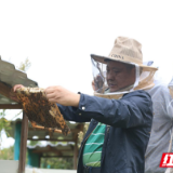 柳叶湖：太阳山下的“甜蜜事业”