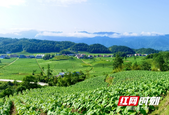 石门县：厚植振兴沃土 党建引领因地制宜壮大村集体经济