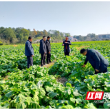 石门3.06万亩稻油轮作试点面积全面完成