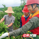 国网澧县供电公司：“电”靓国庆 服务柑橘丰收黄金周