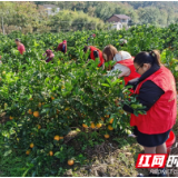 澧县码头铺镇：志愿者助力果农采摘脐橙