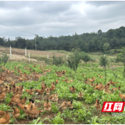 桃源木塘垸镇：绘就林下养殖新底色 打造乡村振兴示范地