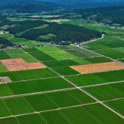 临澧农商银行：“金融雨露”滋润乡村振兴沃土