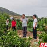 石门成为全省柑橘品改示范县