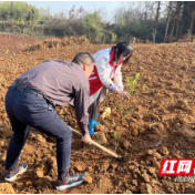 桃源剪市：手植春光 守护碧水