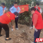 武陵区启明街道：植树添新绿 不负好春光