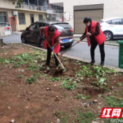 文明常德·爱在武陵|丹阳街道：柏子园社区清除小区菜地 助力文明创建