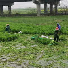 美丽常德 乡建有我丨湖南常德种植大户彭军：业精于“芹” 铺就村民致富路