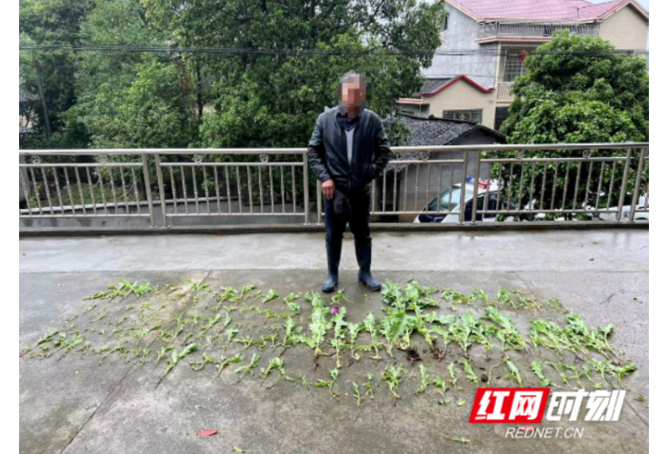 鼎城区公安局查处一起非法种植毒品原植物案  现场铲除毒品原植物罂粟150株