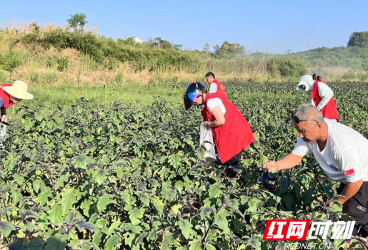 石门县夹山镇枣峰村：驻村更驻心，真情助农促振兴