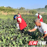 石门县夹山镇枣峰村：驻村更驻心，真情助农促振兴