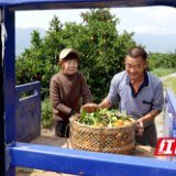 石门皂市：夏橙错峰上市 “金果果”织就致富路