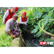 国网澧县供电公司：电力“及时雨”保水稻“畅饮”