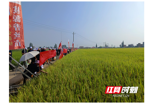 常德：高档优质稻品种推介暨百万亩订单种植交流会在澧县召开