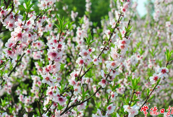 常德4个桃花新品种获授植物新品种权