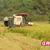 桃源剪市镇：在金黄的波浪里听见丰收的声音