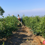 石门县：高山茶园冬季“保养”正当时