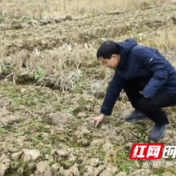 桃源：农业指导科学种植 来年粮仓迎丰收