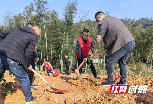 桃源沙坪镇：“植”此春光 共“树”新风