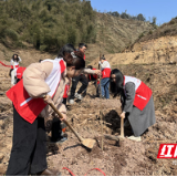 桃源郑家驿镇：最是一年春光好 植树添绿正当时