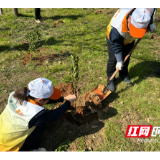 桃源：植树添新绿 点“靓”高速路