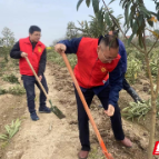 武陵区交通运输局开展义务植树活动