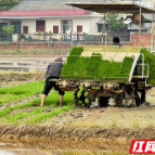 鼎城草坪镇：抓好春耕生产 端牢百姓“饭碗”