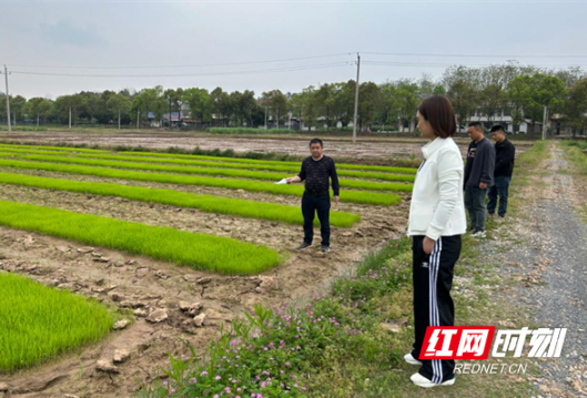 桃源县马鬃岭镇：食为政首，农技助农稳粮安