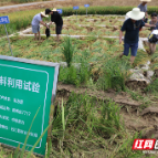 石门县：田间试验为粮食产量提升“撑腰”