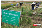 石门县：田间试验为粮食产量提升“撑腰”