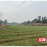 桃源县马鬃岭镇：粮田换绿装，沃土焕新生