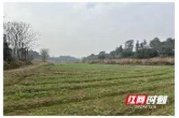 桃源县马鬃岭镇：粮田换绿装，沃土焕新生