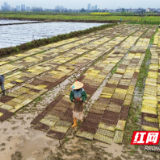 桃源县木塘垸镇：不误农时，春雨润田育秧忙