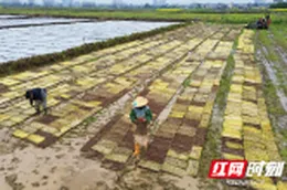 桃源县木塘垸镇：不误农时，春雨润田育秧忙