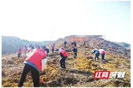 桃源县郑家驿镇：春风暖乡野 志愿践初心