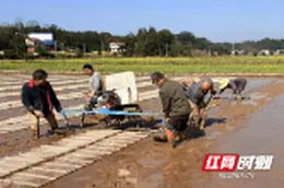 桃源县剪市镇：春耕热潮涌动，沃野田畴启新章