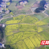 桃源县沙坪镇：百亩撂荒地开出遍野油菜花