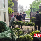 桃源县盘塘镇：精细化服务“烤”出烟农好日子