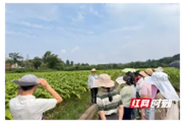 讲堂搬到田垄上 本领练在烤房旁——桃源县盘塘镇“夯基固本”行动侧记