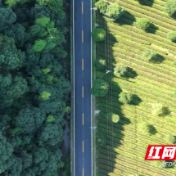 桃源县杨溪桥镇:一片茶园香,一方研学热,一条振兴路