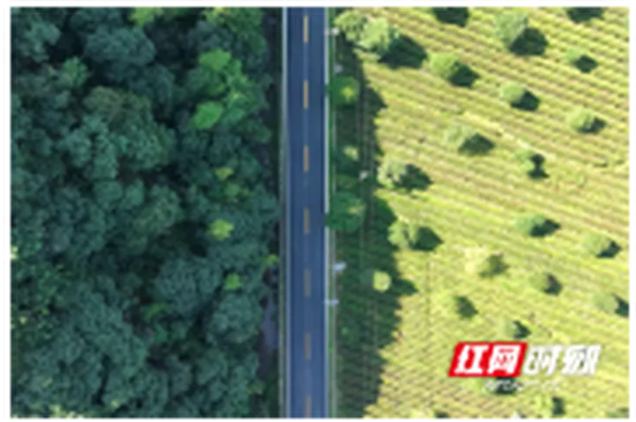 桃源县杨溪桥镇：一片茶园香，一方研学热，一条振兴路