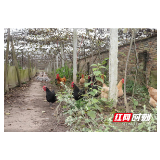 西湖致富带头人夏新招：种养结合蹚出致富路