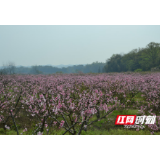 小镇桃花别样红 阳光和煦满目春 桃花源镇景村联动大力发展乡村特色旅游产业