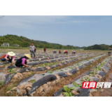 桃源：只有共同富了，才是真的富了！