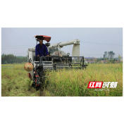 安乡县20万亩优质水稻喜迎丰收