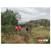 石门县楚江街道： 志愿服务助力人居环境大提升